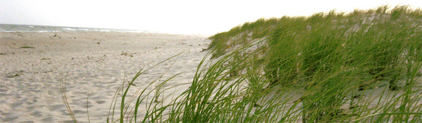 Switchgrass, shown here on a sand dune on Long Island, is part of the next generation of biofuels. It can grow on semi-arable land in a way that doesn't compete with the food supply. (Flickr/HidingInABunker)