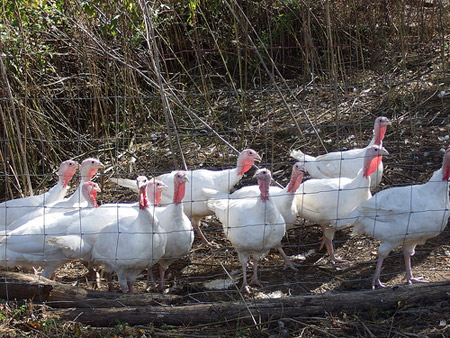 Free-range turkeys reach the edge of their roaming area at Tea Hills Organic Farm in Loudonville, Ohio. Finding turkeys from local, energy-efficient farms is one way to lessen the overall environmental impact of your holiday. (Flickr/soozums)