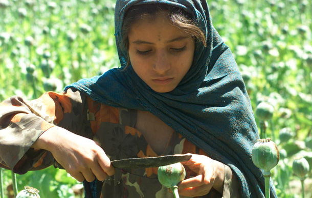 An Afghan girl cuts into a poppy bulb to extract the sap, which will be used to make opium. (AP/Amir Shah)
