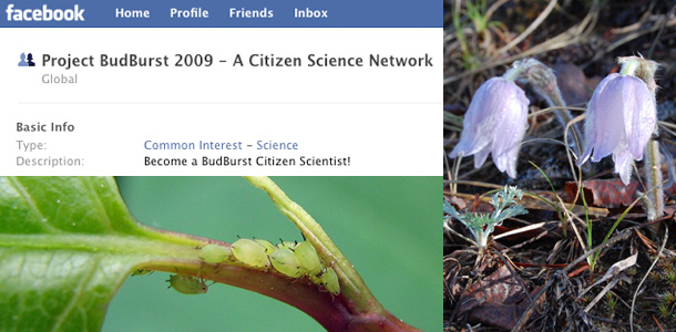 The National Phenology Network's Project Budburst Facebook group; an unidentified insect posted by Flickr user <a href=