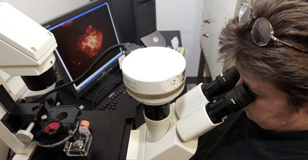 Theresa Gratsch, a Ph.D. research specialist, views nerve cells derived from human embryonic stem cells under a microscope at the University of Michigan Center for Human Embryonic Stem Cell Research Laboratory in Ann Arbor, MI. President Obama today announced he would lift restrictions on stem cell funding. (AP/Paul Sancya)