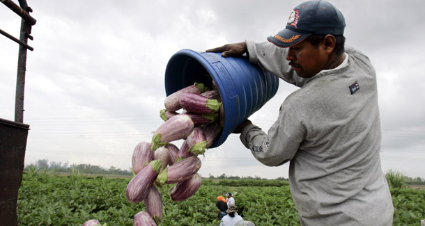 Farm workers unload eggplants while working at Green Pepper Farms in Delray Beach, FL. The Supreme Court ruled yesterday that immigrant workers who use fake Social Security numbers for employment cannot be prosecuted under a federal identity theft law unless it can be proven there was intent to steal someone else's identification. (AP/Lynne Sladky)