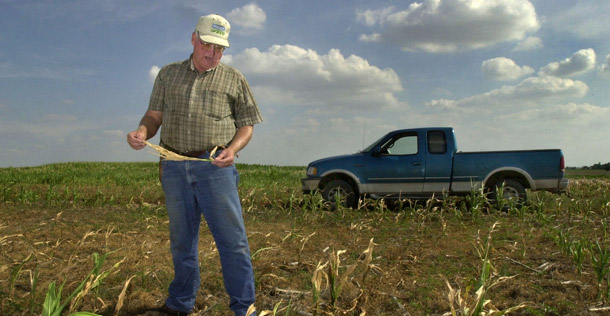Jerald Phelps looks over his drought-damaged corn crop on his farm near Ulysses, KS. A new report predicts more climate-related harm to U.S. agriculture. (AP/Charlie Riedel)