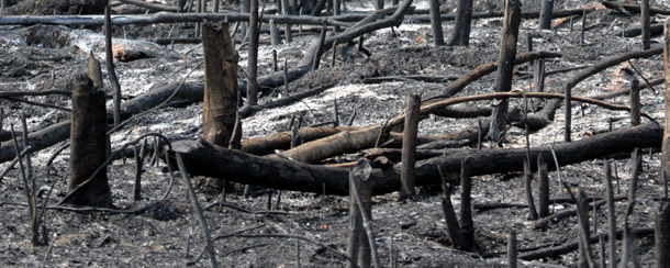 Deforestation is seen near the city of Santarem in the Brazilian state of Para. (AP/Victor R. Caivano)