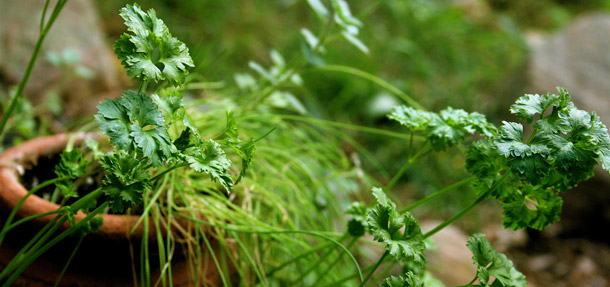 Parsley, shown above, is one of many herbs you can grow in your own backyard. Cultivating your own herbs allows you to produce only what you need. (AP/Dean Fosdick)