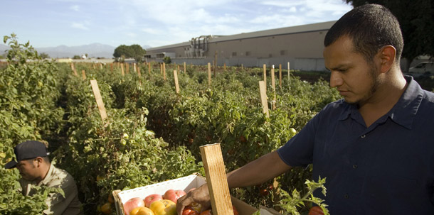 Edgar Jaime checks organic red tomatoes at his family's Jaime Farms in City of Industry, CA. Keeping local farms going means protecting the land they're on. (AP/Damian Dovarganes)