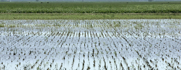 Dying crops and weeds stand in a flooded field near England, AR. Vast swaths of America’s agricultural land in Arkansas, Louisiana, Mississippi, and Texas qualified this week for a U.S. Department of Agriculture federal farm disaster declaration due to heavy crop losses from drought in the spring and wet harvests this fall. (AP/Danny Johnston)