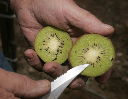 A California farmer holds a sliced kiwi. Italy is a major supplier of kiwis to the United States and New Zealand, where Italy meets demand for the fruit in the winter months when kiwis are out of season. (AP/Gary Kazanjian)
