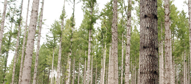 Measures of carbon cap equivalents take into account carbon-reducing initiatives such as reforestation, which is occuring across the country to help curb global warming. One such project is occurring in the Ven Eck Oregon Forest, pictured here. (AP/Jeff Barnard)