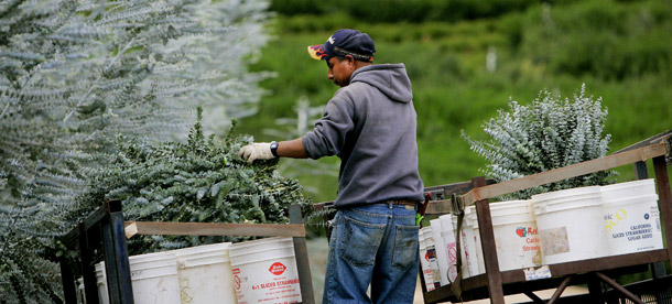 A farm worker harvests eucalyptus branches from a hillside at Mellano & Co. farms in Oceanside, CA. The United States could see a $1.5 trillion 10-year cumulative boost in GDP under comprehensive immigration reform that includes a path to legalization for undocumented immigrants, which would expand nearly every sector of the U.S. economy. (AP/Sandy Huffaker)