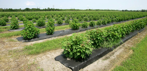 A field of jatropha plants that is a source of biofuel. The trees cost $6 to $7 each, can be grown 400 to an acre, and produce more than two gallons of oil apiece each season at maturity. (AP/Alan Diaz)