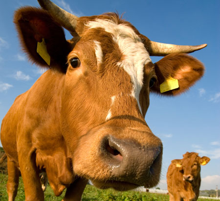 Because eliminating tax subsidies can be characterized by their defenders as tax increases instead of spending cuts, they are often perceived as sacred cows that can’t be eliminated. (iStockphoto)