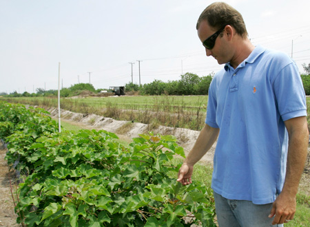 Palm tree farmer Dylan Bailey explains the process of growing the jatropha plant in Delray Beach, FL, on June 12, 2009. The jatropha plant is a source of biofuel that can contribute to cut our oil dependence and diversify our energy alternatives. (AP/Alan Diaz)