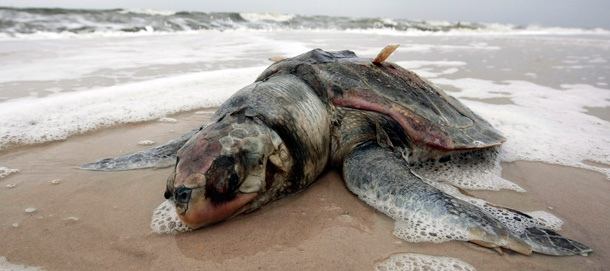 A dead sea turtle lies on the beach in Pass Christian, Mississippi, one of a number that have washed up since the oil spill. (AP/Dave Martin)