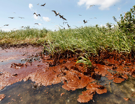 Nesting pelicans land on oil washing ashore on an island in Barataria Bay that is home to hundreds of brown pelican nests as well at terns, gulls, and roseate spoonbills. (AP/Gerald Herbert)