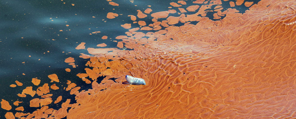 A dead Portuguese Man-O-War floats on a blob of oil in the waters of Chandeleur Sound, Louisiana. (AP/Eric Gay)
