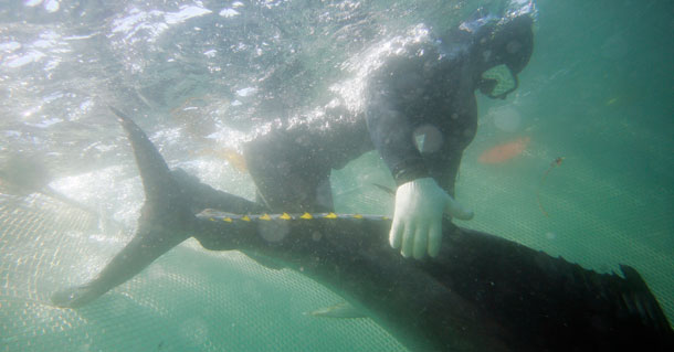 Workers harvest blue fin tuna from pens near Ensenada, Mexico. (AP/Chris Park)