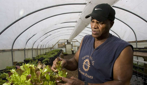Will Allen looks at some lettuce at the former garden center that he transformed into an urban vegetable farm in Milwaukee, WI. (AP/Morry Gash)