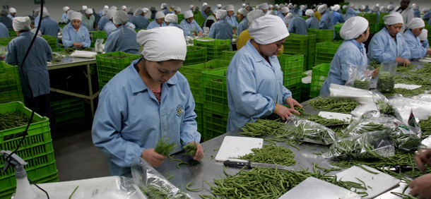 Women work in a vegetable plant in Santiago Sacatepequez, Guatemala. (AP/Moises Castillo)