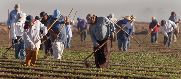 Migrant farm workers thin budding lettuce crops in San Luis, AZ. (AP/Paul Connors)