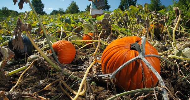 Pumpkin puree offers “results similar to gentle alpha-hydroxy action: It removes dead dull cells, while its beta-carotene-rich antioxidants nourish your skin.” (AP/Robert F. Bukaty)