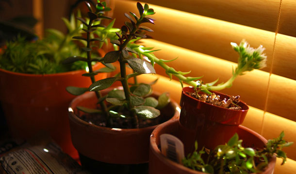 A plant in your dorm room acts as a natural air freshener. (AP/Crankyuser)