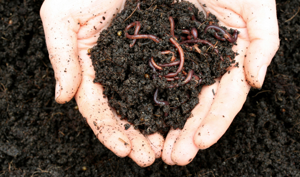 When preparing your compost bin you’ll want to employ the help of red wigglers. These worms live well together in close, dense areas, and they don’t burrow underground. (iStockphoto)