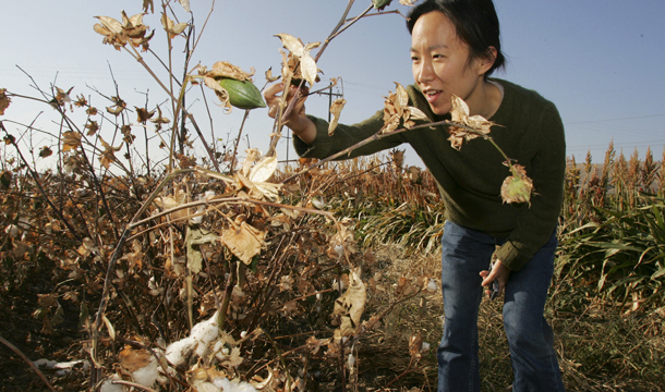 Josie Hua of Fountain Set fabric mill looks at organic grown cotton during a tour in Firebaugh, California. (AP/Gary Kazanjian)