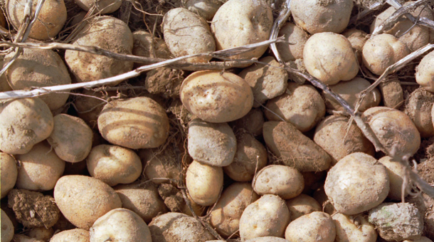 Potatoes are a natural candidate for bioplastics because of their high starch content. High levels of potato cultivation worldwide also mean an abundant supply that can help meet the world’s plastic demand. (AP/Michael C. York)