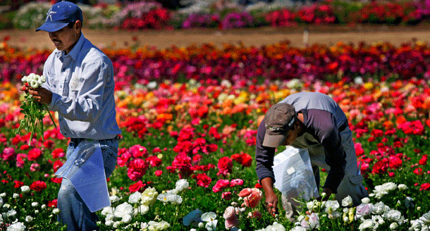Hispanic farm workers harvest Ranunculus bulbs at the Carlsbad Flower Fields in Carlsbad, California. Eighty-eight percent of our nation’s farm workers are Latino, and these employees and their families are regularly exposed to harmful pesticides in both the air and water. (AP/Sandy Huffaker)