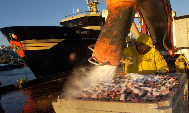 Joe McKinnon processes herring using a salt machine at the Jodrey State Fish Pier,  in Gloucester, Massachusetts. (AP/Lisa Poole)