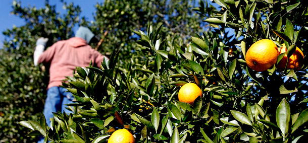 Florida oranges wait to be harvested in a grove in Plant City, Florida. Florida oranges may go unpicked if anti-immigrant legislation passes in the state since Florida depends on immigrants to pick oranges, among other jobs.
  (AP/Chris O'Meara)