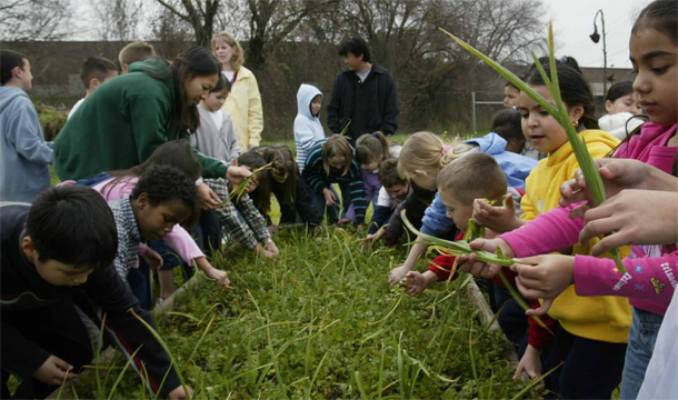 Students pick scallions and cilantro from their garden at Evergreen Elementary School in West Sacramento, California. (AP/John Decker)