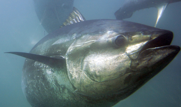 Bluefin tuna are shown inside Maricultura's tuna pens near Ensenada, Mexico. (AP/Chris Park)