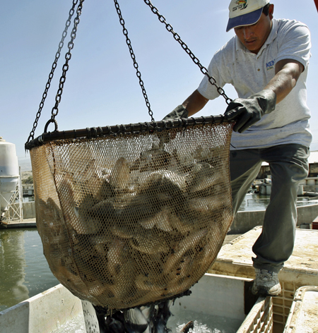 Margarito Adame unloads California farmed hybrid striped bass into an ice container near Mecca, California, to be shipped for market. As world population and prosperity increases, so too will the demand for fish, and we won’t be able to meet this demand solely with fish caught in the wild. Aquaculture will have to continue to play a role. (AP/Ric Francis)