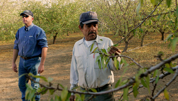 Shawn Coburn, a California farmer, said the mandatory E-Verify plan, which would require all American businesses to confirm their employees are legally entitled to work in the United States, would be disastrous and "would throw the California economy for a loop." (AP/Marcio Jose Sanchez)