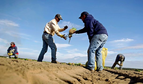 Workers plant Vidalia onions on an onion farm in Lyons, Ga. Recent anti-immigration legislation could have dire consequences on the state's agriculture industry. (AP/ David Goldman)