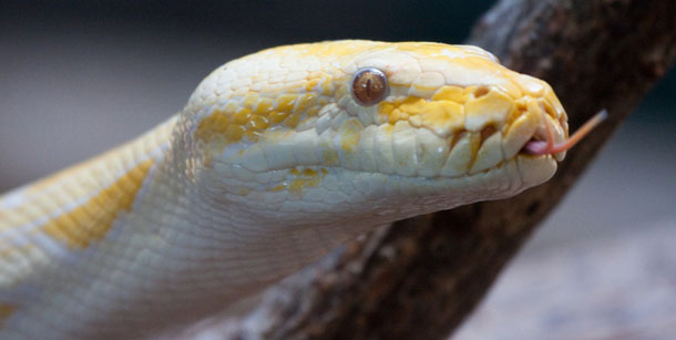 Among the regulations that conservatives claim are killing jobs are those on the interstate transportation of invasive foreign snakes, like the Burmese python, shown here. (Flickr/<a href=