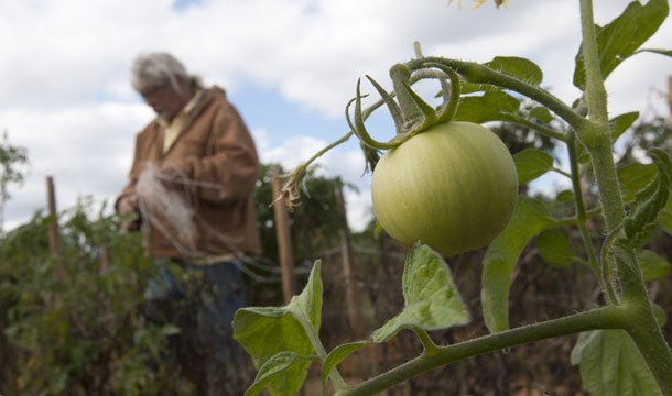 Brent Martin prepares tomato fields to be plowed under in Steele, Alabama, Thursday, October 20, 2011. Martin lost his own farm and took on the job of field hand after migrant workers fled the area because of the stiff new Alabama immigration law, leaving many farmers without enough help to harvest their crops. (AP/Dave Martin)