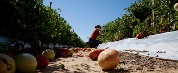 Kassi Cruz picks tomatoes in Steele, Alabama, on October 3, 2011. Cruz decided to pitch in to help after the majority of migrant workers left after the new Alabama immigration law took effect last week. (AP/Dave Martin)