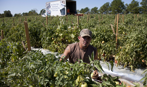 Jeremy Gonzalez picks tomatoes on a farm in Steele, Alabama, Monday, October 3, 2011. Much of the crop is rotting as many of the migrant workers who normally work these fields have moved to other states to find work after Alabama's immigration law took effect. (AP/Dave Martin)