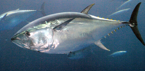 National Geographic's new series "Wicked Tuna" puts the spotlight on the bluefin tuna, a fish that has become one of the world’s poster children for overfishing. (AP/Monterey Bay Aquarium)
