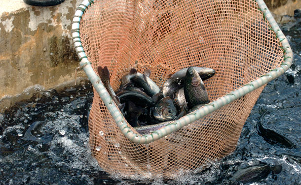 Mature rainbow trout struggle in a net at Harrietta Hills Trout Farm near Harrietta, Michigan. There are many ethical questions surrounding whether we should eat farmed fish as opposed to wild fish.
<br /> (AP/John L. Russell)