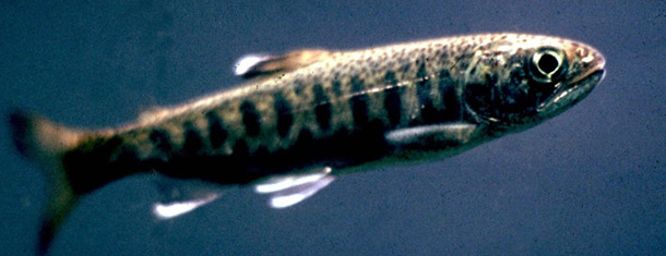 Coho salmon, above, are one of six species declared fully rebuilt last year by the National Oceanic and Atmospheric Administration. (AP/U.S. Fish and Wildlife Service)