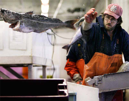 The New England groundfishery—which was once so robust, legend says, that fishermen could haul in a healthy catch just by dropping a weighted basket over the side of a skiff—is struggling to recover from decades of overfishing. (AP/Robert F. Bukaty)