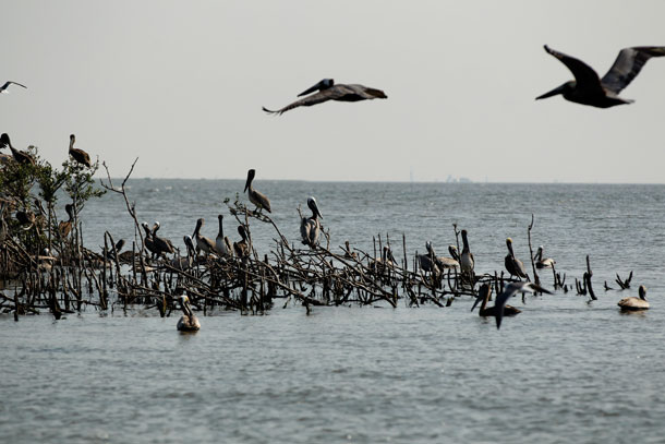 Pelicans are seen sitting on a dead mangrove where they formerly nested on Cat Island, Louisiana, which has eroded significantly since the Deepwater Horizon oil spill. The region still faces much uncertainty two years after the spill. (AP/ Gerald Herbert)