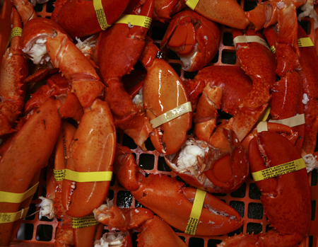 Cooked lobster claws and tails are seen at a lobster dealer in Portland, Maine. (AP/Pat Wellenbach)