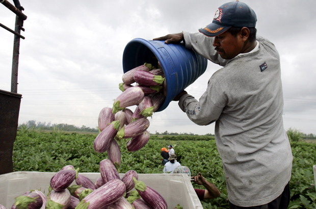 Trabajadores agrícolas descargan berenjenas mientras trabajaban en las granjas de pimiento verde en Delray Beach, Florida. (AP/Lynne Sladky)