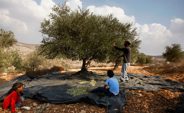 Palestinian farmer Khader Khader, 31, picks olives on his land in Nisf Jubeil, near the West Bank city of Nablus, October 22, 2012. Palestinian farmers have recently started turning the rocky hills of the West Bank into organic olive groves, selling their oil to high-end grocers in the United States and Europe. (AP/Majdi Mohammed)