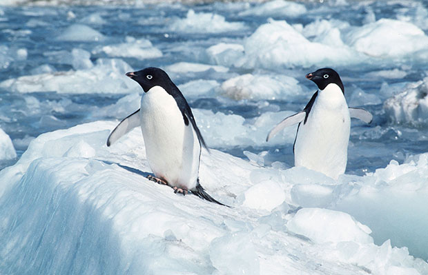 Two penguins are seen in the Antarctic's Cape Royds. Russia this week blocked efforts to create marine reserves off the coast of Antarctica, which would protect species and preserve habitats. (AP/Australian Antarctic Division)
